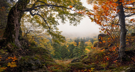 Panoramic Autumn Forest Landscape With View Of Mountain Misty Valley And Colorful Autumn Forest. Enchanted Autumn Foggy  Forest With Red And Yellow Falling Leaves On The Ground. Window To Nature - 215244689