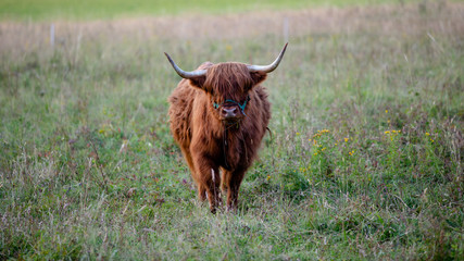 Highland Cattle