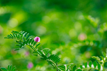 Fresh Green Chickpeas field , Chick peas also known as harbara or harbhara in hindi and Cicer is scientific name,