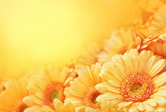 Summer/autumn blossoming gerbera flowers on orange background, bright floral card, selective focus