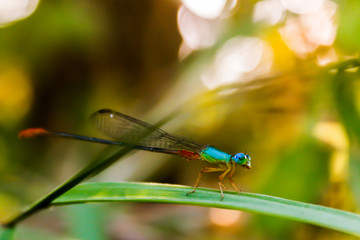 Beautiful dragonfly in leaf garden in Thailand.