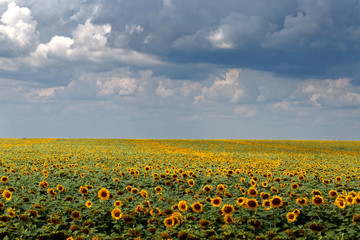 yellow field of sunflowers at dawn with spectacular sky.