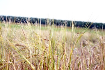 Kłos zboża © Monika