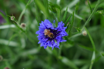 Cornflower