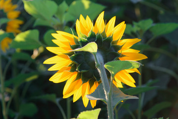 sunflower head turned toward the sun in the morning.
