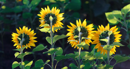 sunflower head turned toward the sun in the morning.