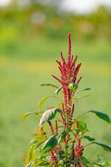 Amaranth grain field