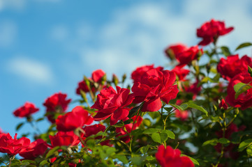 Red roses with buds on a background of a green bush. Bush of red roses is blooming in the background of a blue sky with clouds.