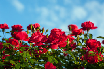 Red roses with buds on a background of a green bush. Bush of red roses is blooming in the background of a blue sky with clouds.