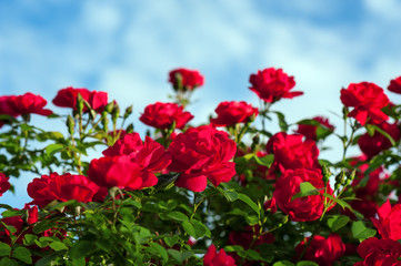 Fototapeta na wymiar Red roses with buds on a background of a green bush. Bush of red roses is blooming in the background of a blue sky with clouds.