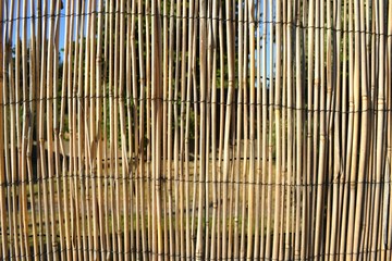 Closeup photograph of a bamboo divider between two suburban gardens. The photograph was taken on a sunny day.