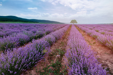 Rows of lavender bushes with lonely tree .