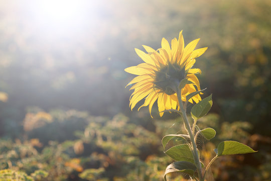 sunflower head turned toward the sun in the morning.