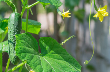 growing cucumbers in the garden