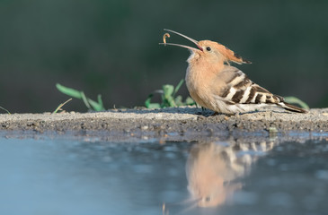 Upupa