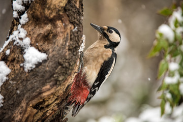 picchio rosso maggiore