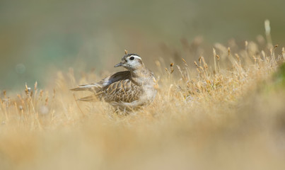 Piviere in alta quota