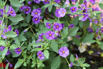 Obraz na płótnie Canvas Purple flowers in the garden