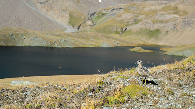 Piviere in alta quota