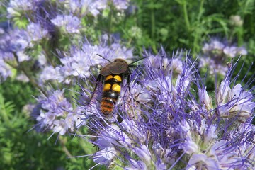 Scoliid wasp on phacelia flowers in the meadow, closeup