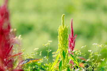 Amaranth grain field