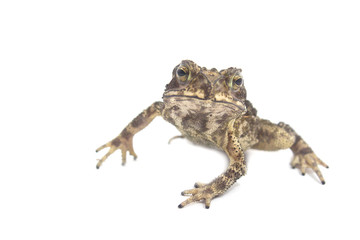 Toad White Background form phuket Thailand