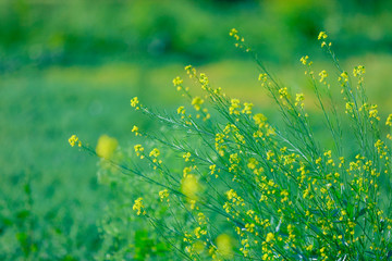 Fototapeta na wymiar Black Mustard Seeds field