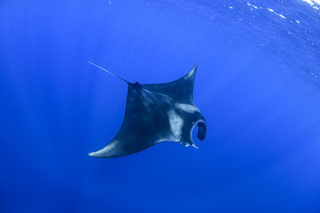 Giant Manta Rays Swimming and Feeding on Ocean Surface of Isla Mujeres, Mexico