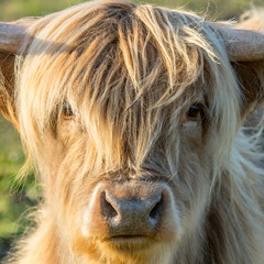 VACHE HIGHLAND