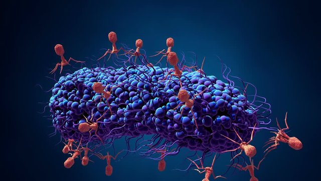 Bacteriophage infecting bacterium in motion