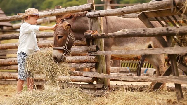 Farm footage: boy wearing a straw hat brings a pile of hay to the donkey