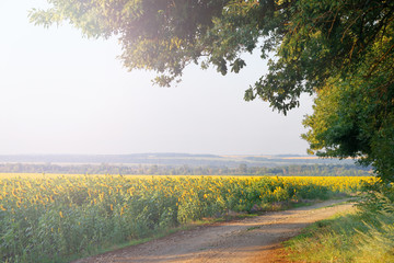 Naklejka premium morning landscape with a country road in the field.