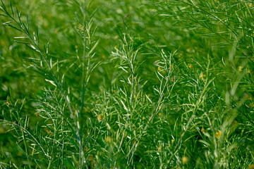Black Mustard Seeds field