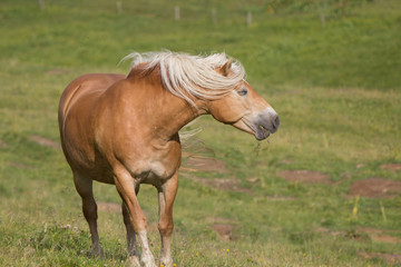 cavallo che corre sul prato