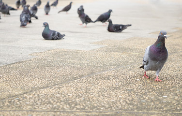 鳩の群れ