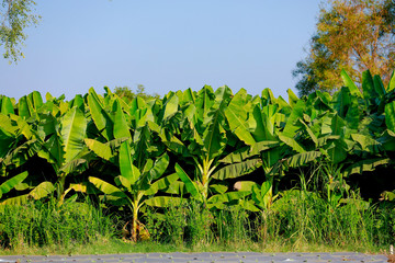 Green Banana field