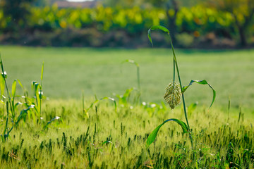 green wheat field