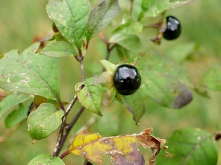 Banewort fruit (Atropa belladonna)