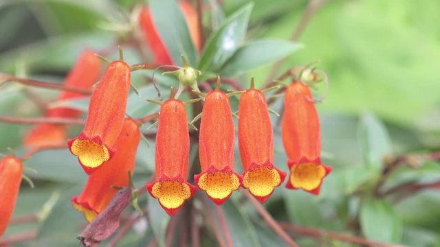 Flores t&iacute;picas da mata atl&acirc;ntica