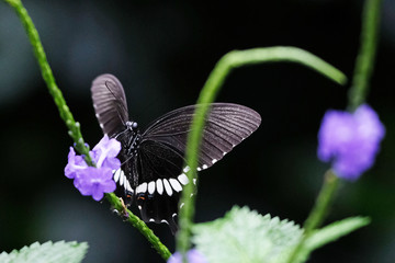 Schmetterling