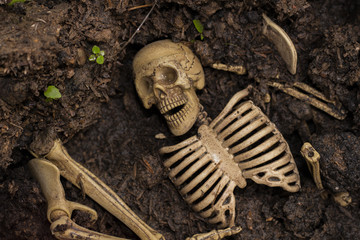 skulls and skeletons bones found in graves yard