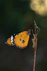 Plakat Closeup beautiful butterfly .Danaus chrysippus & flower in the garden.