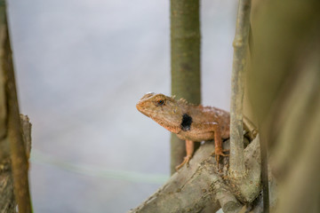 Chameleon in Thailand