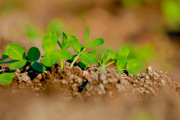 Ground Nuts Field