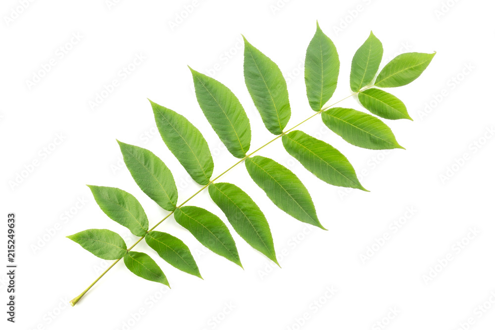 Wall mural Manchurian walnut (Juglans mandshurica) leaf cut out on white background