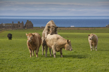 herd of cows on mainland near brough of birsay, orkney islands, scotland