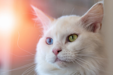 Closeup portrait of cute white fur two different eyes colors of blue and yellow mixed Maine Coon and persian cat, domestic pet.
