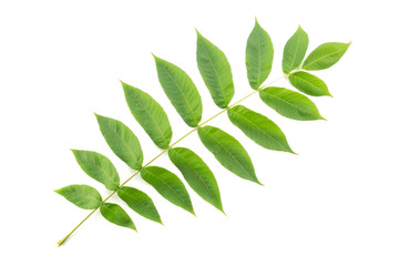 Manchurian walnut (Juglans mandshurica) leaf cut out on white background