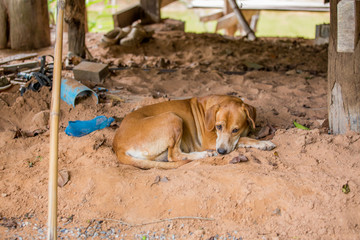 Thai dog  in the garden