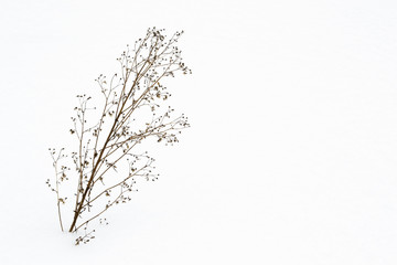 Dry brown grass in white snow. Dry plants appear through loose snow.